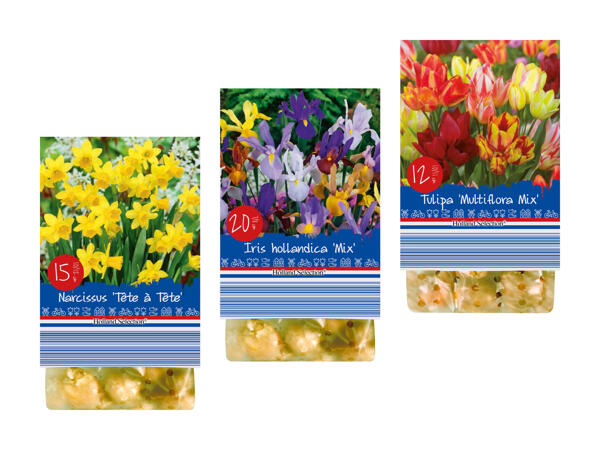 Blumenzwiebeln "Frühling"