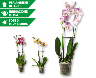 Phalaenopsis
