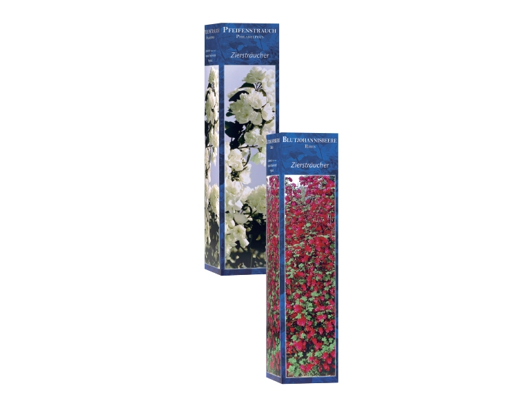 Ornamental Bush