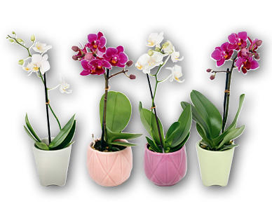 Mini orchidea