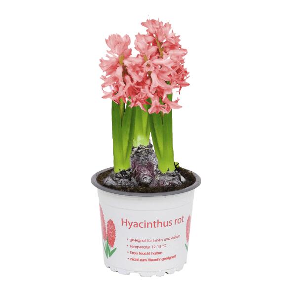 Hyazinthe, 12 cm