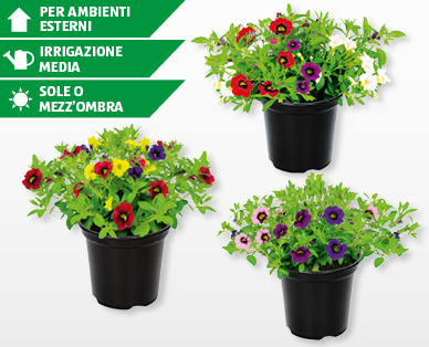 Trio di mini petunie