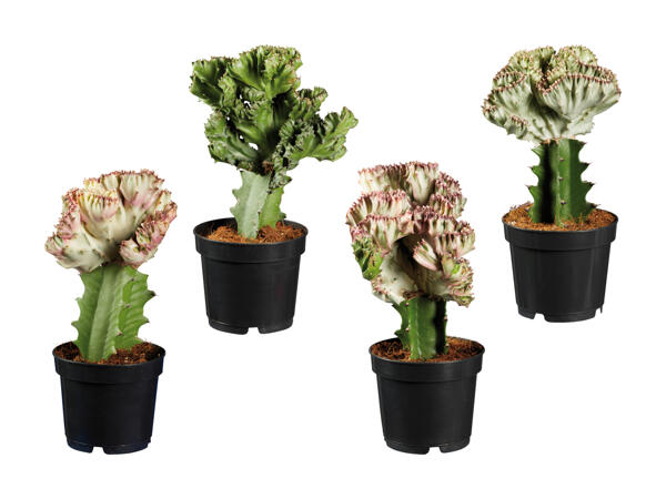 Euphorbia Lactea