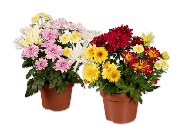 Chrysanthemen Bouquet