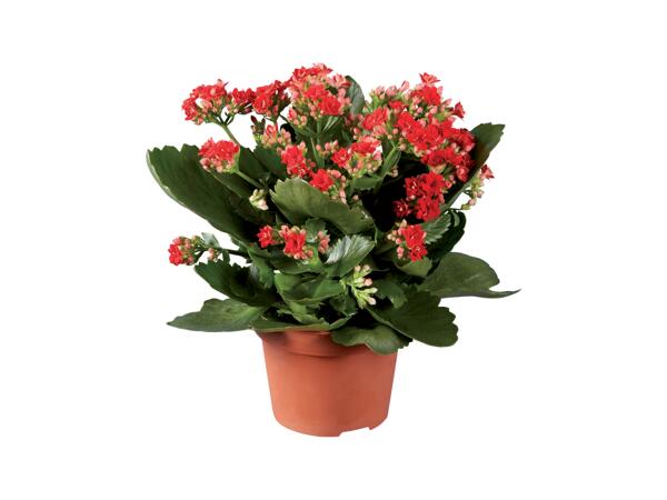 Kalanchoe