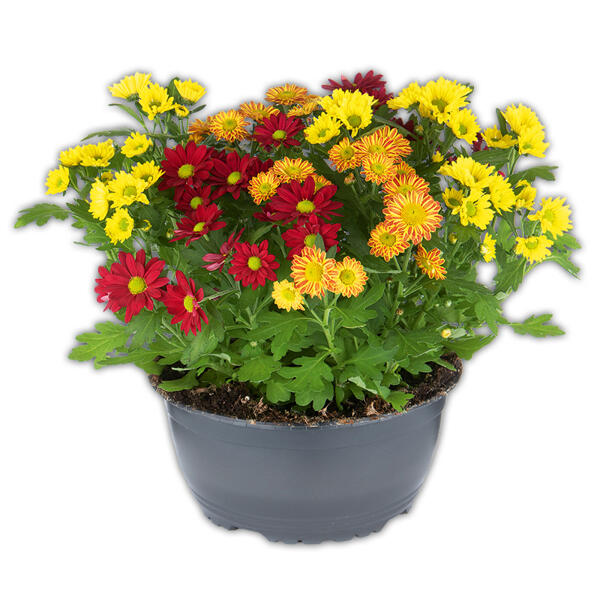 Chrysantheme