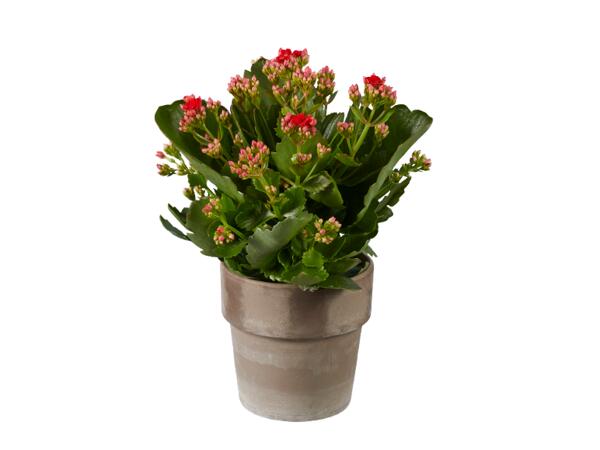 Kalanchoe
