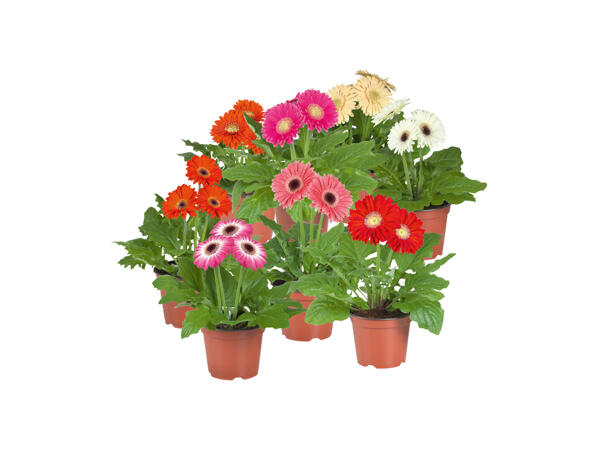 Gerbera