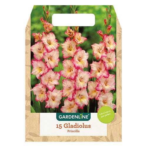 Spring Bulbs Assorted Varieties