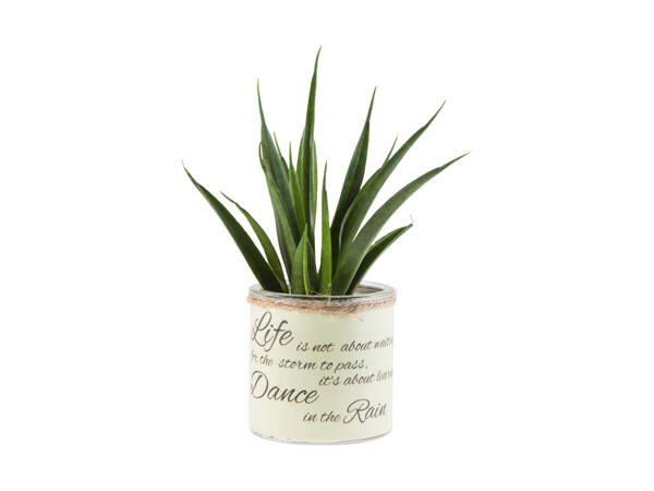 Plante en cache-pot