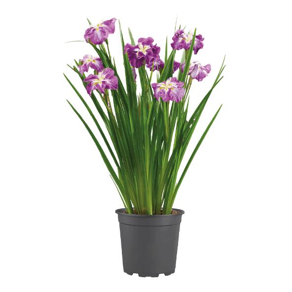 GARDENLINE(R) 	 				Iris