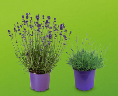 Lavendel XXL