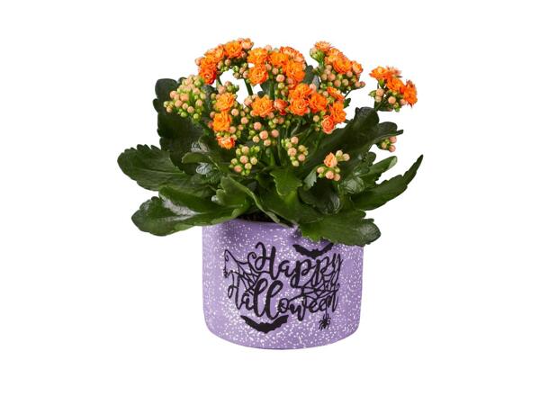 Happy Halloween Plant