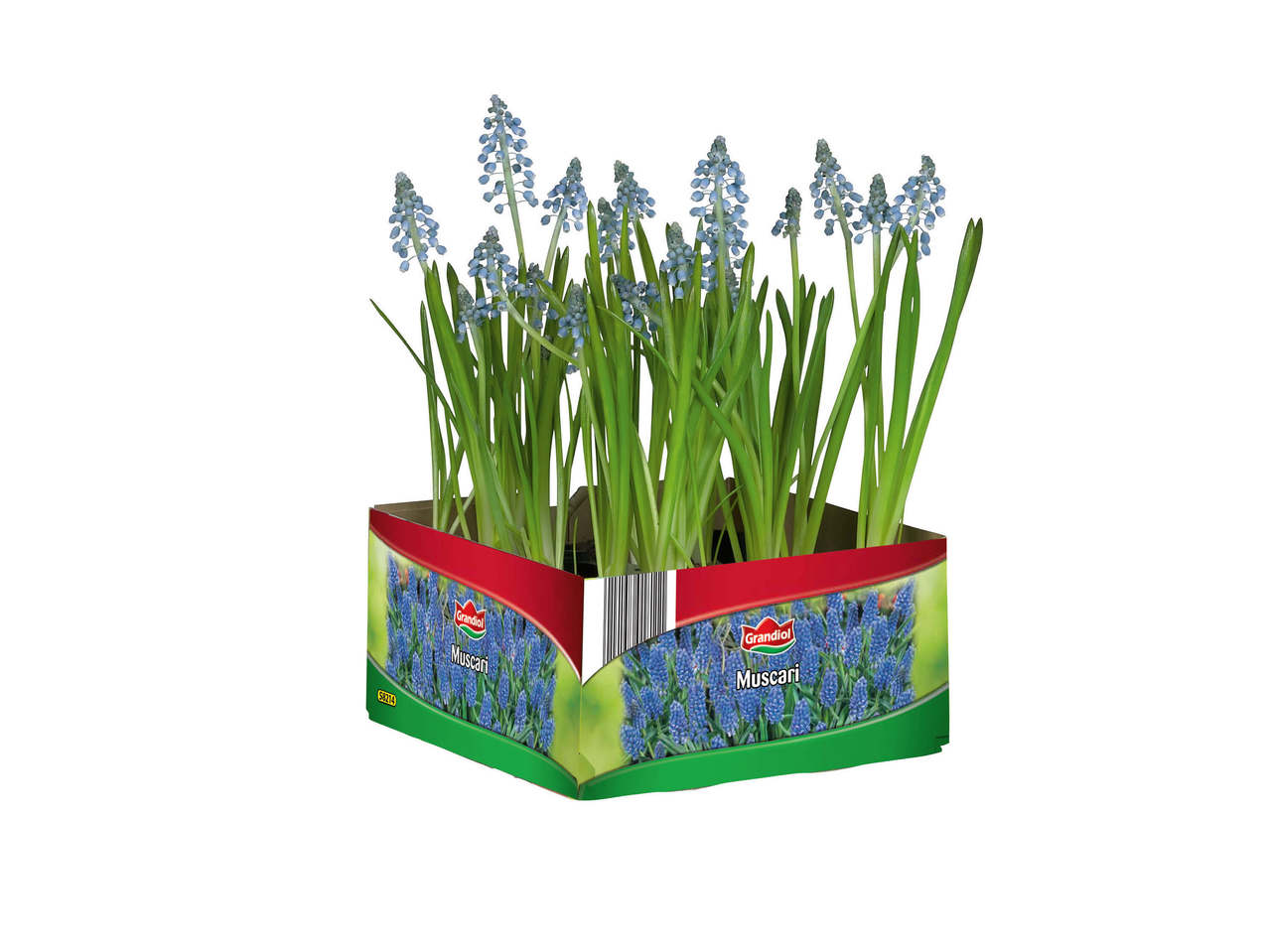 Blomsterløgmix i 4'er bakke