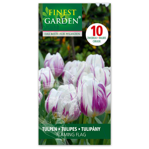 Tulpen