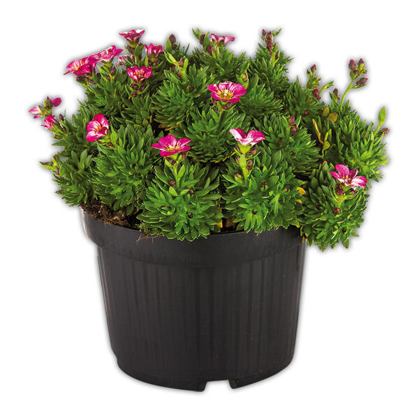 Steinbrech "Saxifraga"