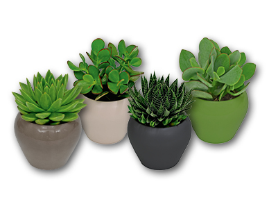 Plante succulente