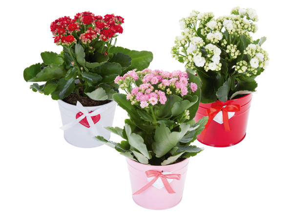 Kalanchoe Heart