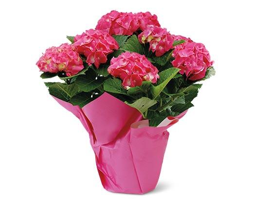 6" Azalea or Hydrangea Assorted Colors