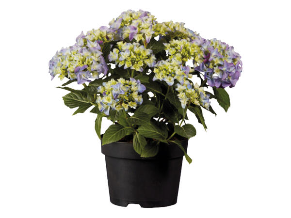 Garden Hydrangea