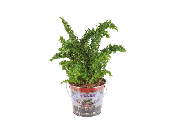 Green Plants