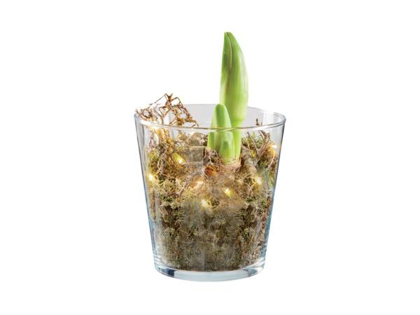 Amaryllis in Glass with Lights