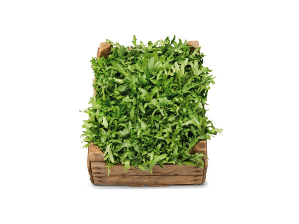 Ruccola