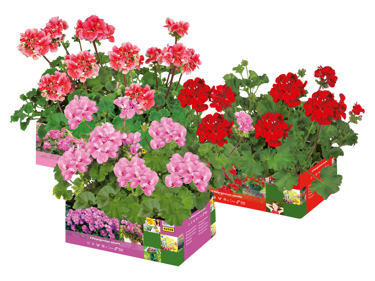 PELARGONER, STÅENDE 6-PACK