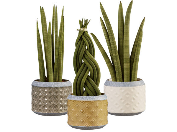 Sanseveria