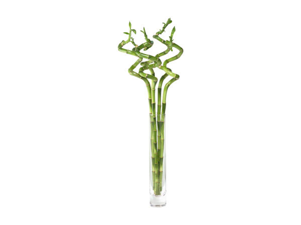 Lucky Bamboo