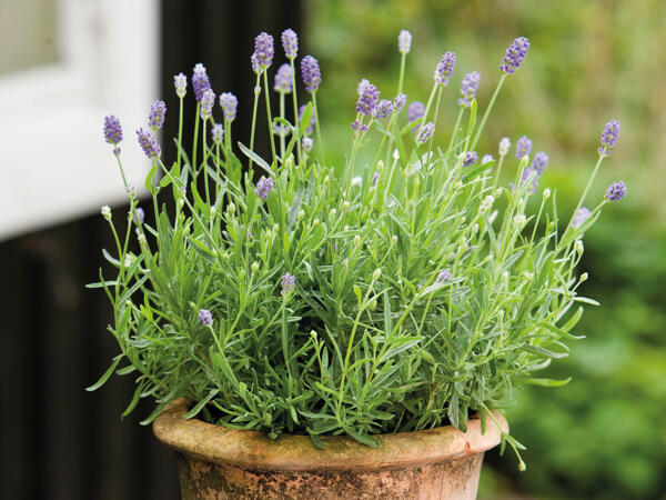 Lavendel