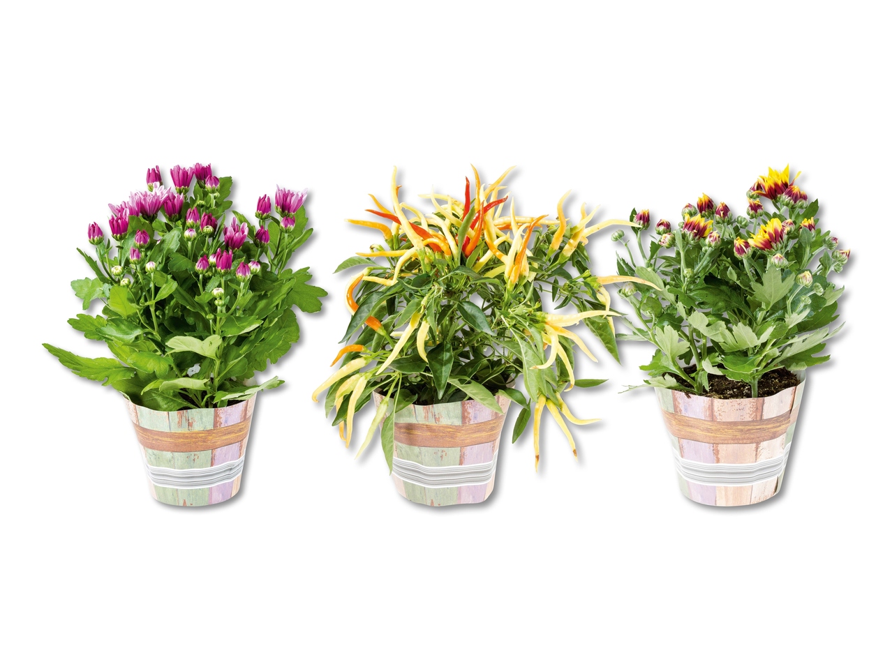 Plante à floraison automnale en cache-pot