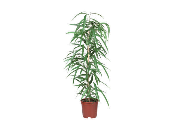 Grønne planter