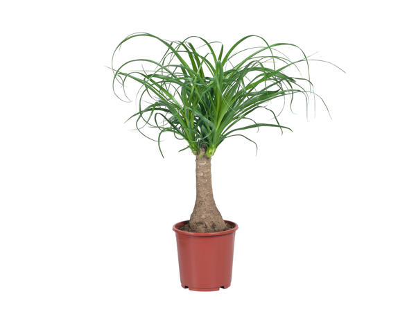 Palms