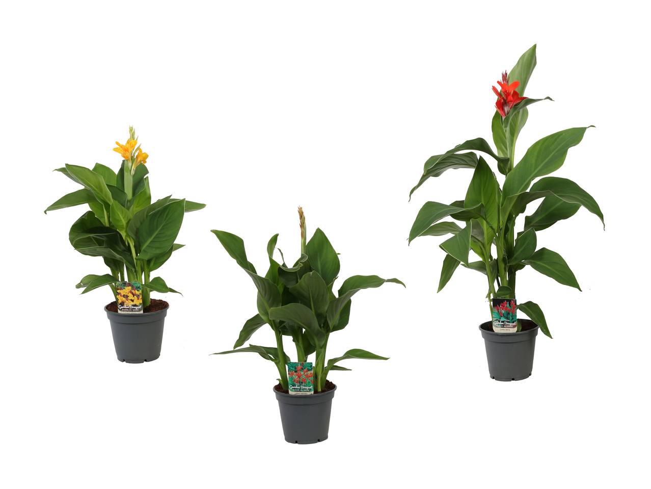 Assortiment de balisiers