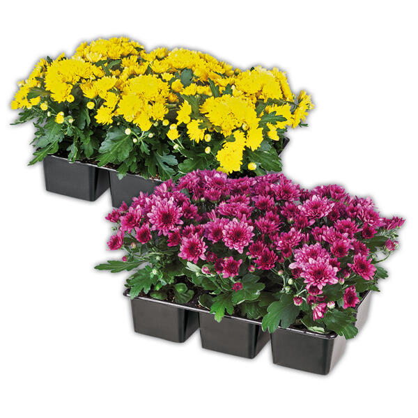 Chrysanthemen