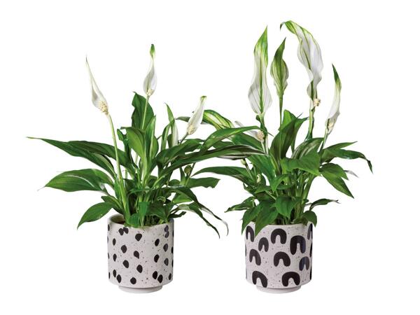Spathiphyllum