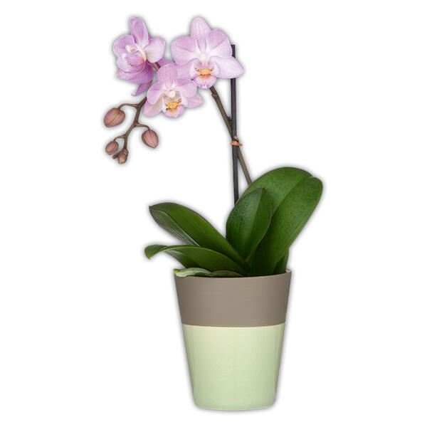 Mini Orchidee "Phalaenopsis"