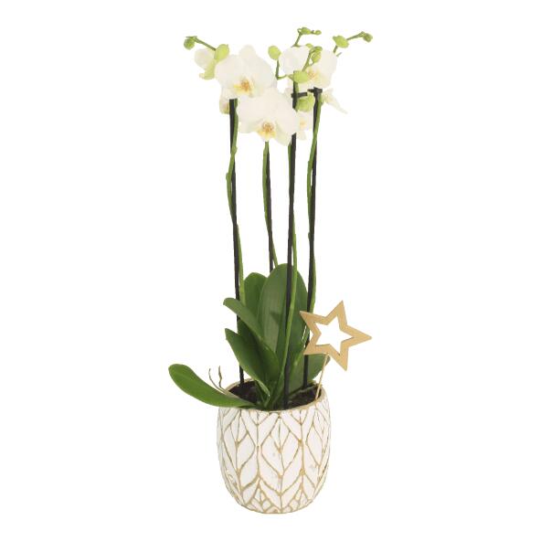 Orchidée