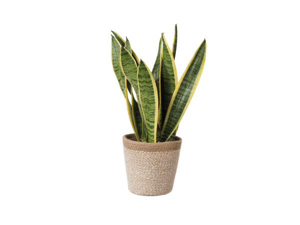 Green Plants in Jute Pots
