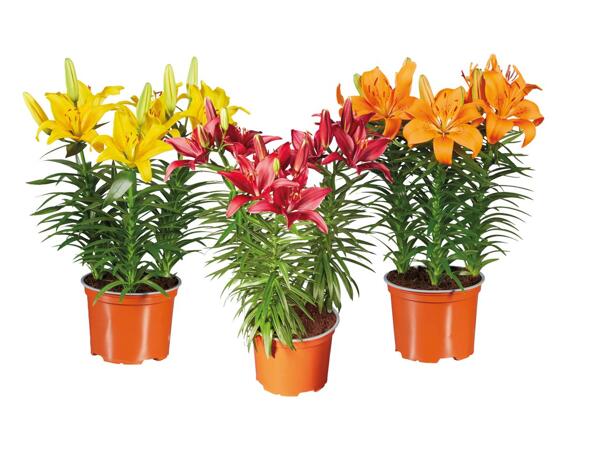 Lilies