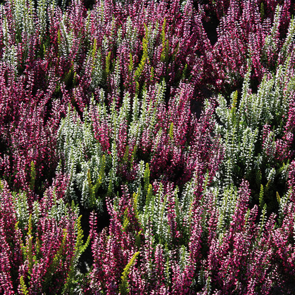 Calluna Garden Girls