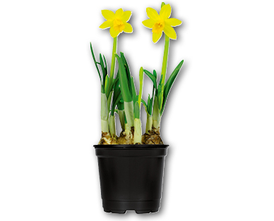 Narcisses Tête à Tête