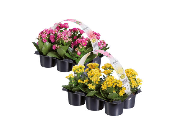 Kalanchoe