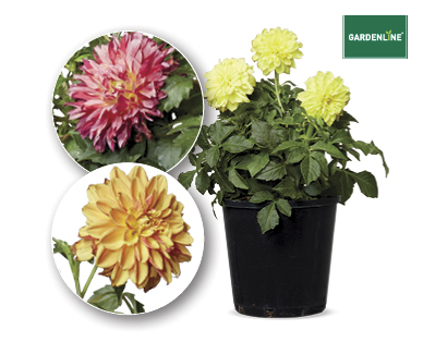 ASSORTED FLOWERING PLANTS 140MM