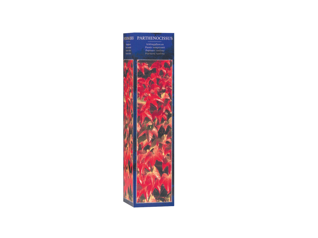 Berry Shrubs1