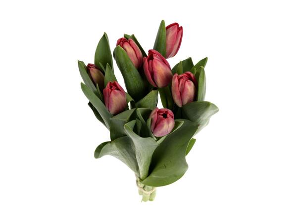 Tulipaner