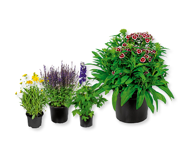 Plante solitaire