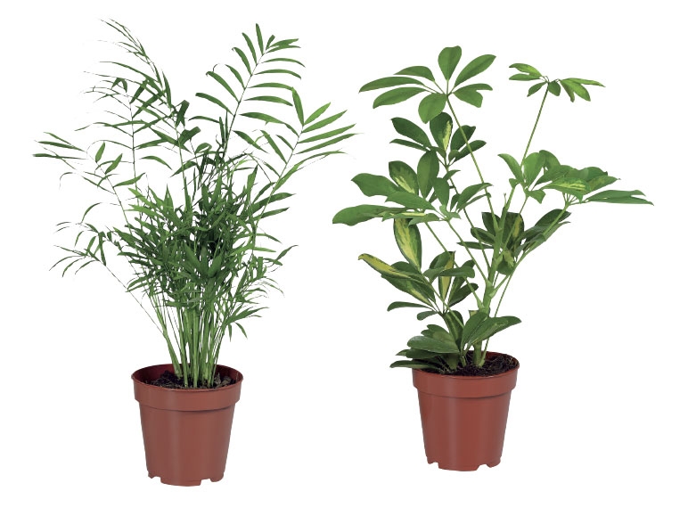 Assorted Green House Plants