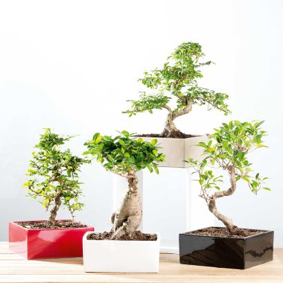 Bonsai